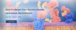 Creative Enzymes